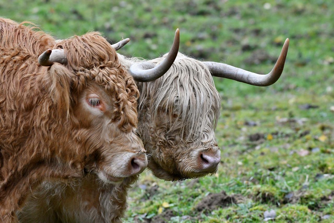 Where can Highland cattle live? 