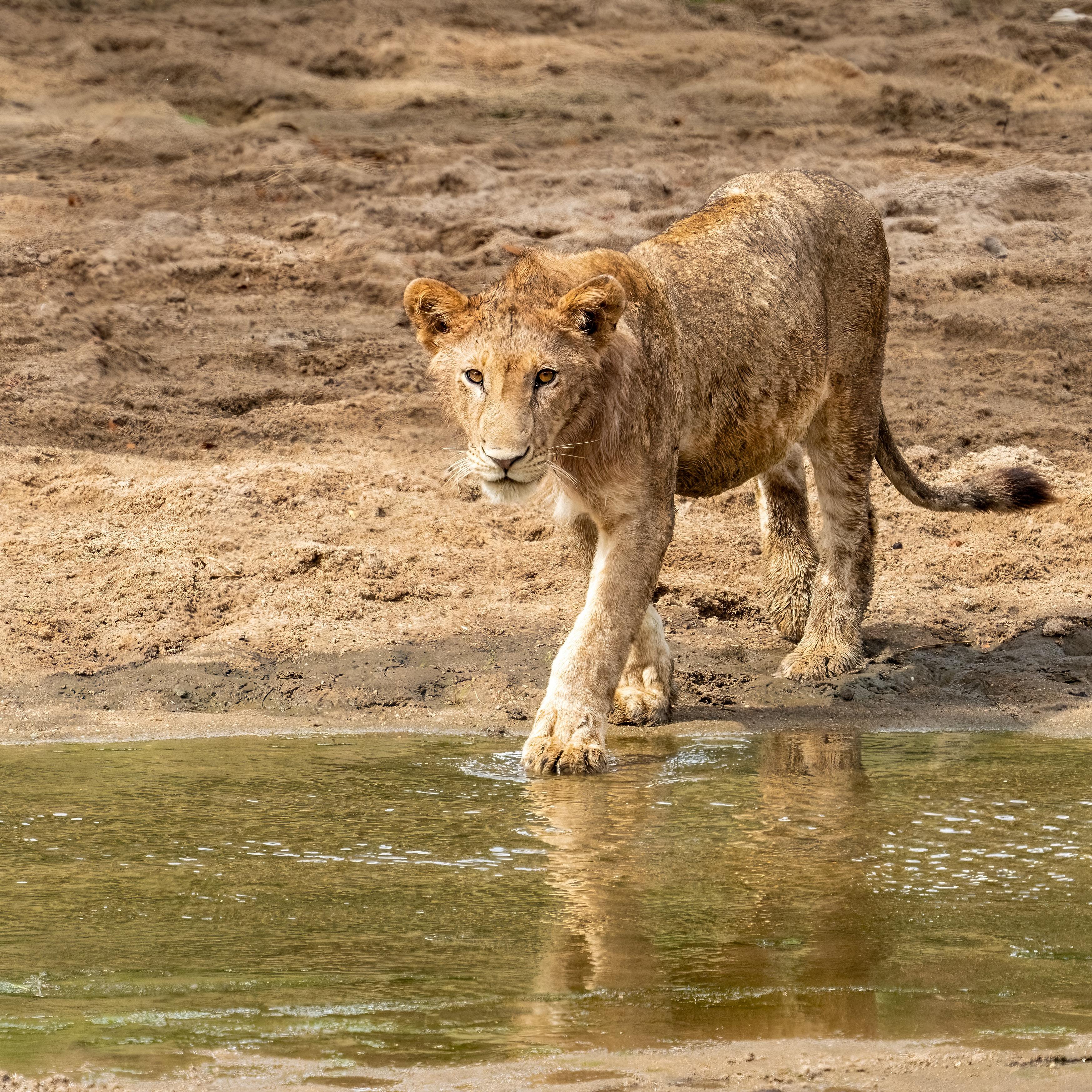 Where do lions drink water? 