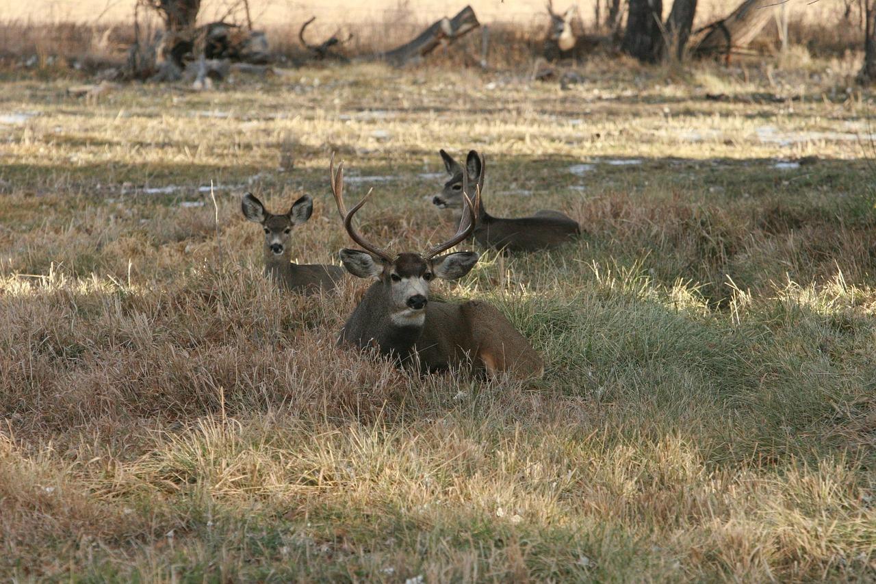 Where do mule deer bed down? 