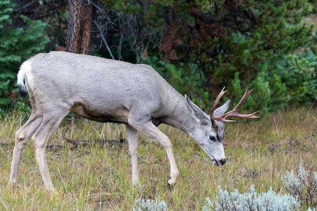 Where do mule deer bed down? 