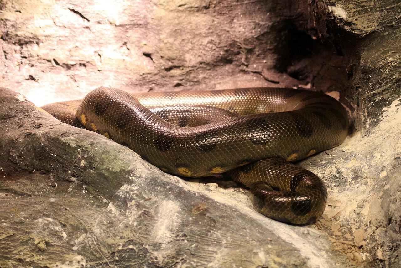 Which animal can kill anaconda? 