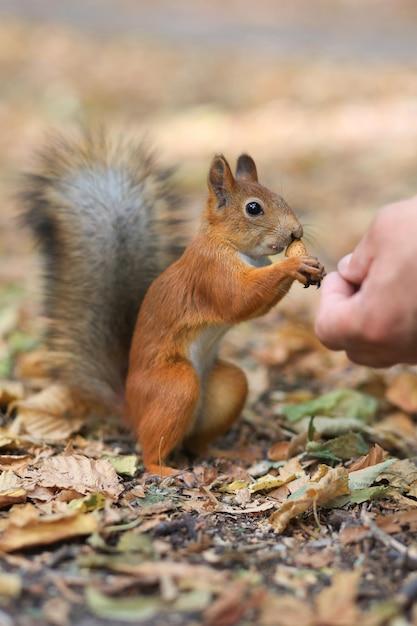 Which animal eats fruits and nuts? 