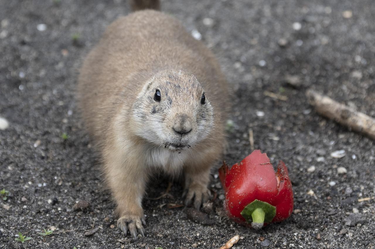 Which animals have gnawing teeth? 