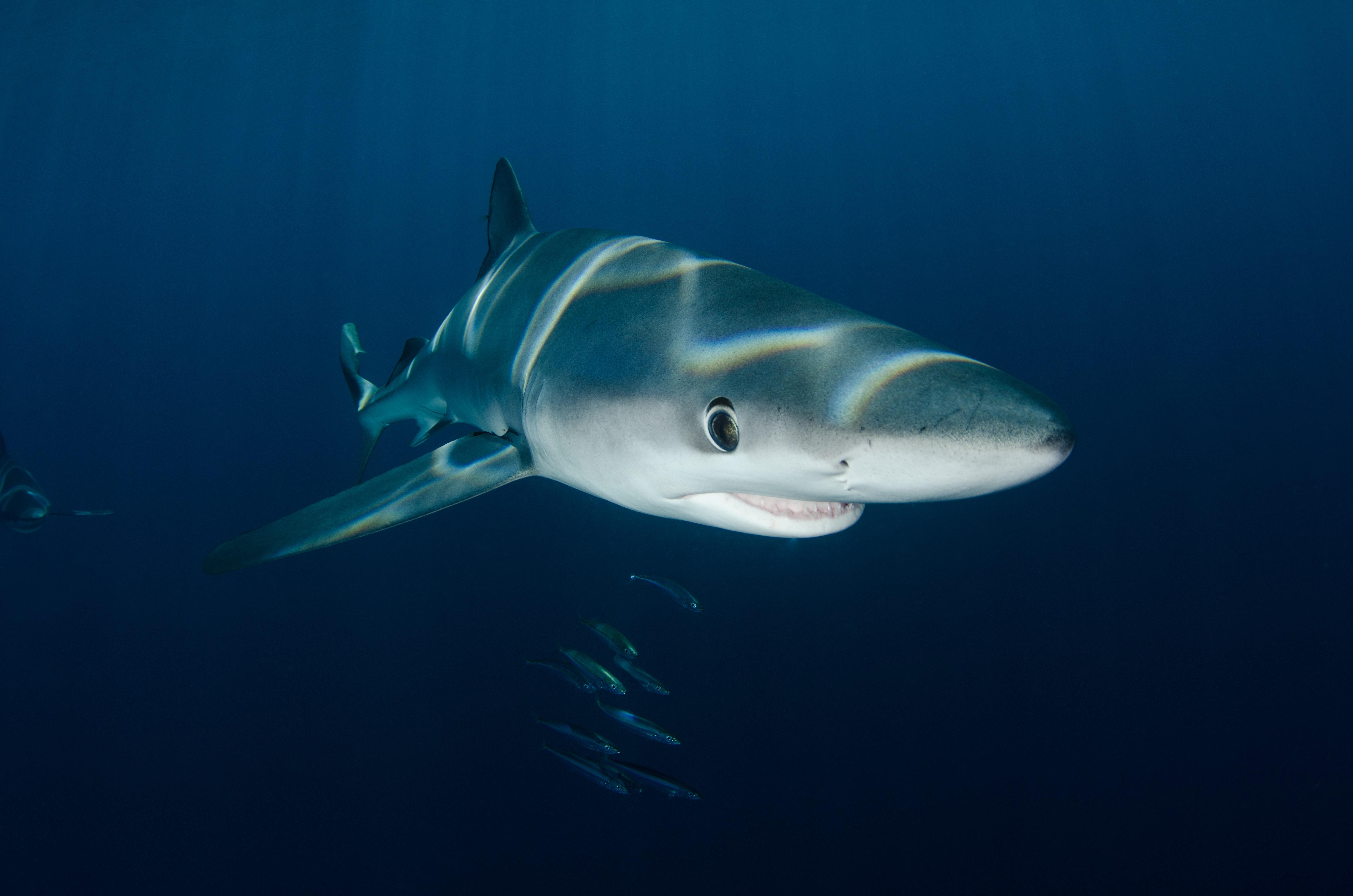 Which Sharks are not carnivores? 