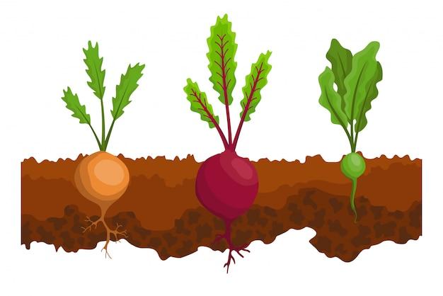 Which vegetables are underground stem? 
