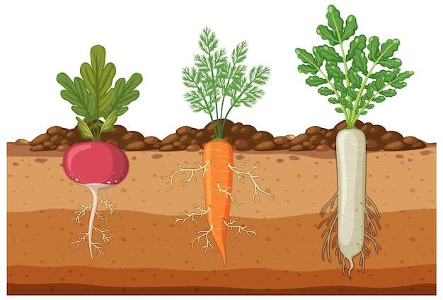 Which vegetables are underground stem? 