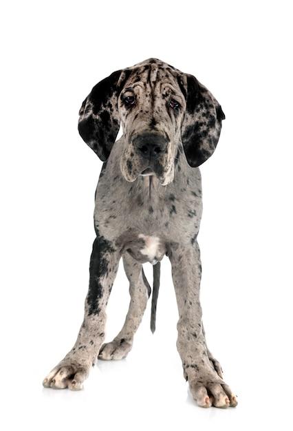 Who manufactures Great Dane Trailers? 