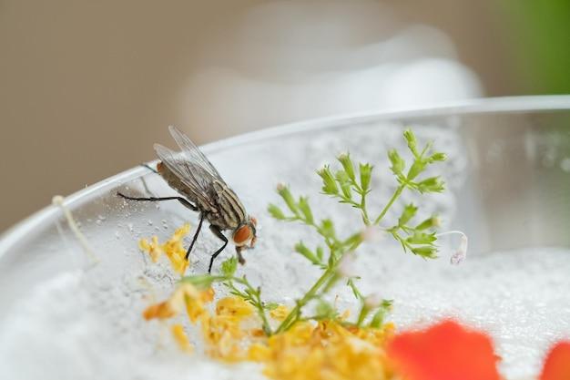 Why are flies attracted to sweet things? 