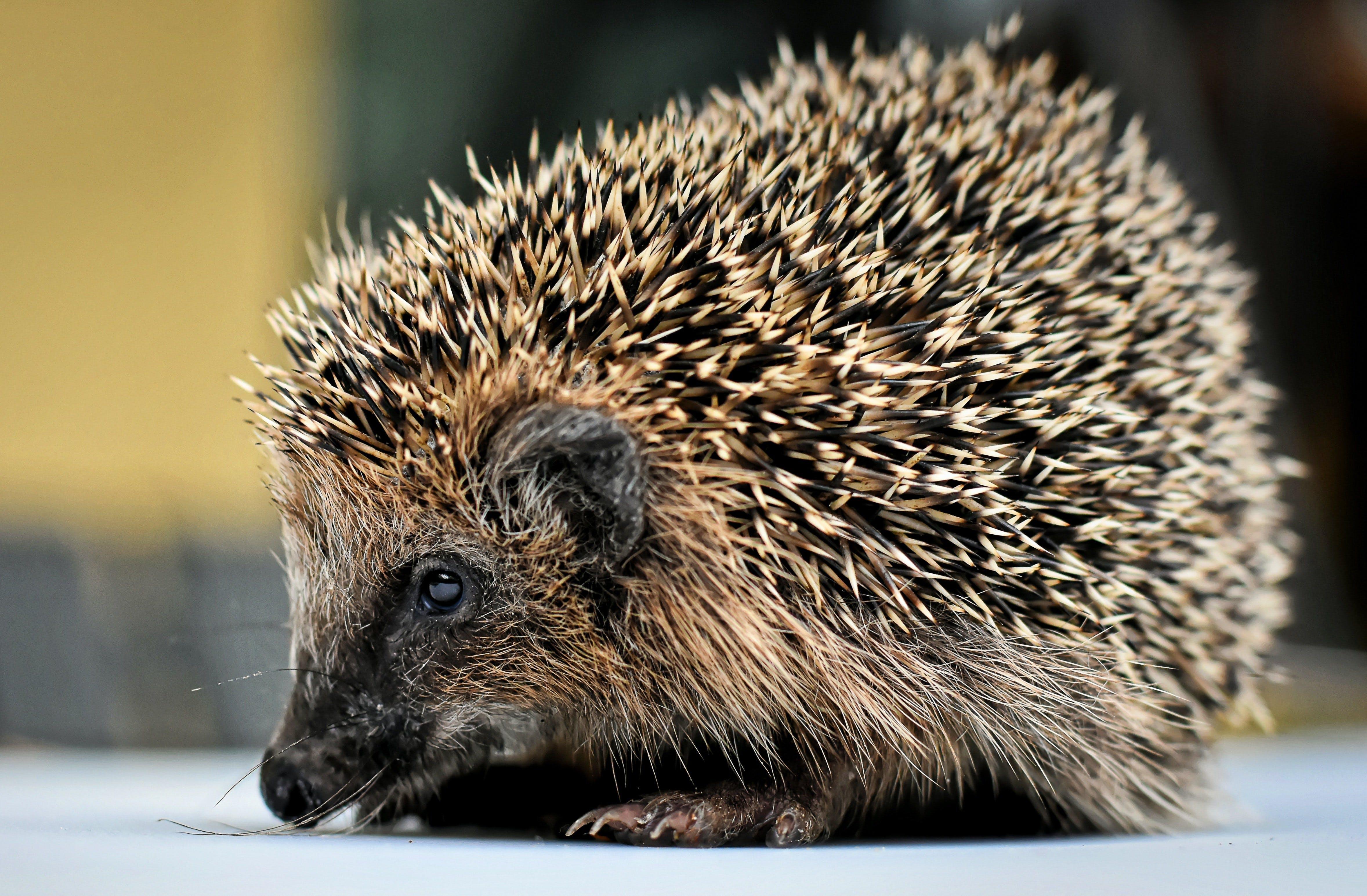 Why are hedgehogs omnivores? 