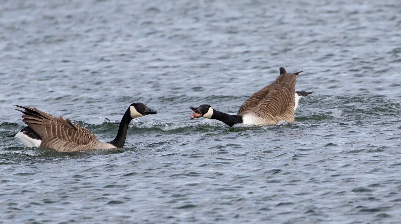 Why do Canadian geese fight each other? 