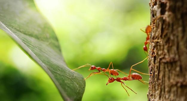 Why do ants work together as a team? 