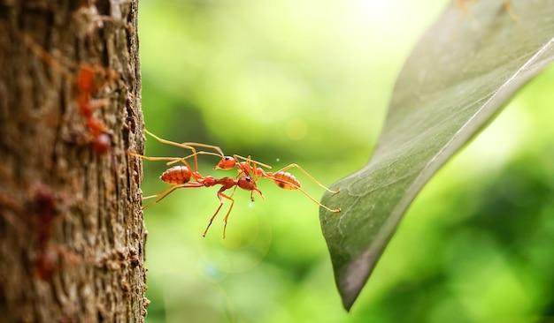 Why do ants work together as a team? 