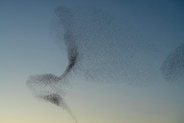 What does it mean when a lot of birds fly together in circles? 