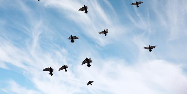 What does it mean when a lot of birds fly together in circles? 