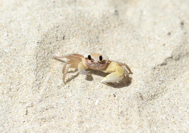 Why do ghost crabs come out at night? 