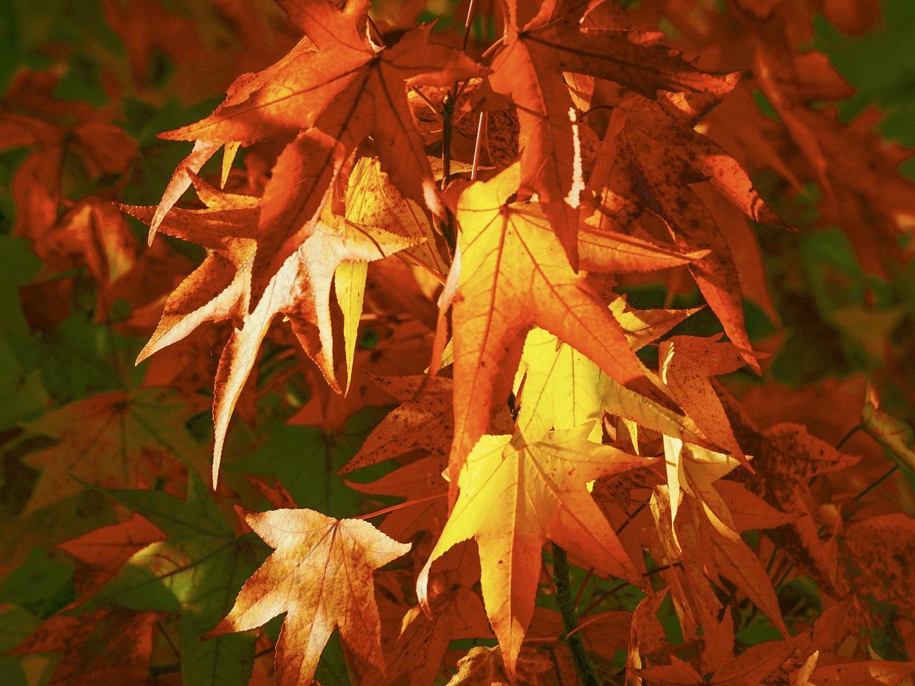 Why do leaves change Colour in autumn ks1? 