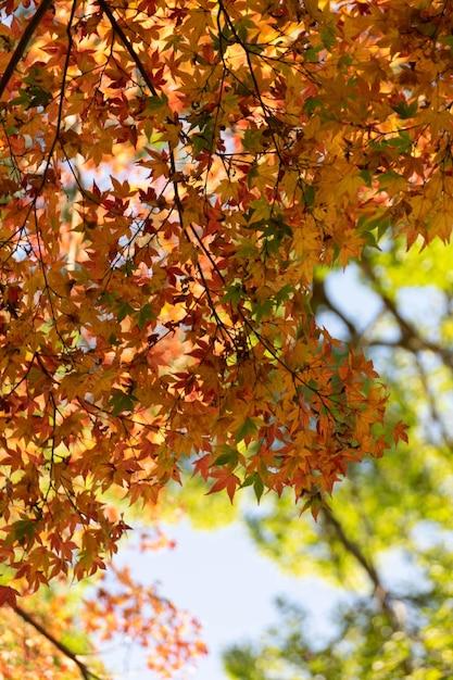 Why do leaves change Colour in autumn ks1? 